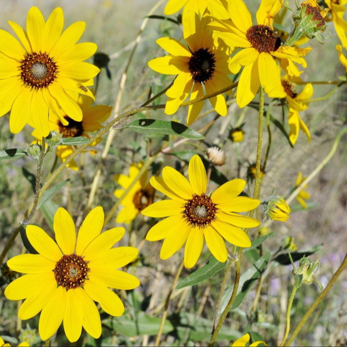 Helianthus petiolaris ( แพรรี่ ซันฟราวเวอร์ ) 60 เมล็ด นำเข้าจาก อเมริกา