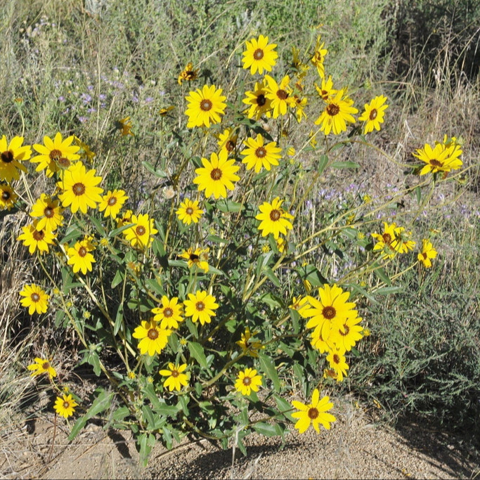 Helianthus petiolaris ( แพรรี่ ซันฟราวเวอร์ ) 60 เมล็ด นำเข้าจาก อเมริกา