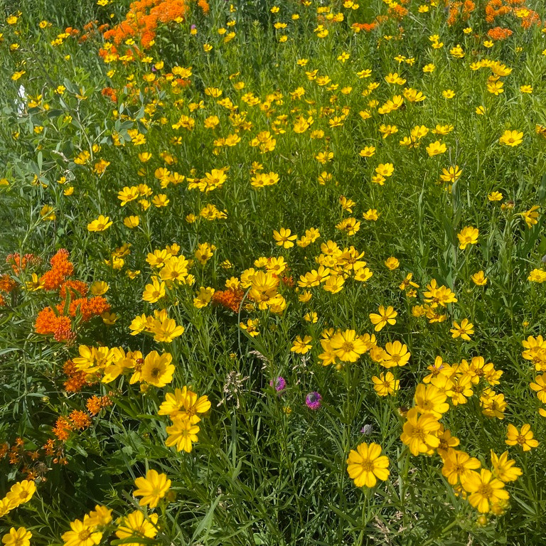 Coreopsis palmata ( ดาวกระจายแพรรี ) 70 เมล็ด แท้นำเข้าจาก อเมริกา