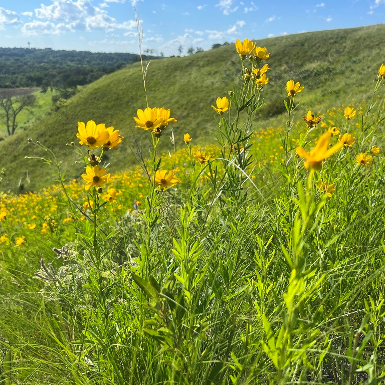Coreopsis palmata ( ดาวกระจายแพรรี ) 70 เมล็ด แท้นำเข้าจาก อเมริกา