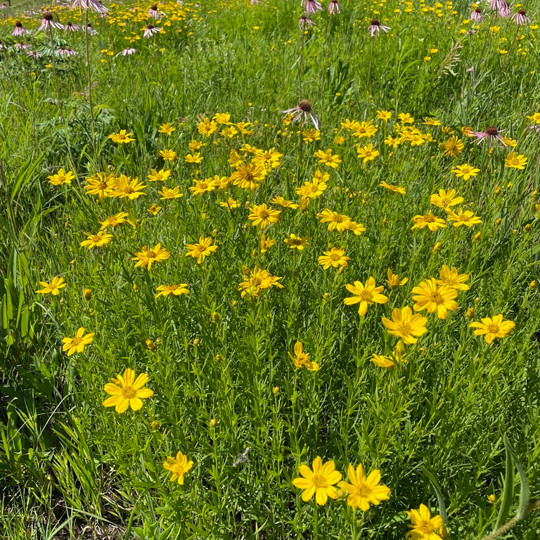 Coreopsis palmata ( ดาวกระจายแพรรี ) 70 เมล็ด แท้นำเข้าจาก อเมริกา