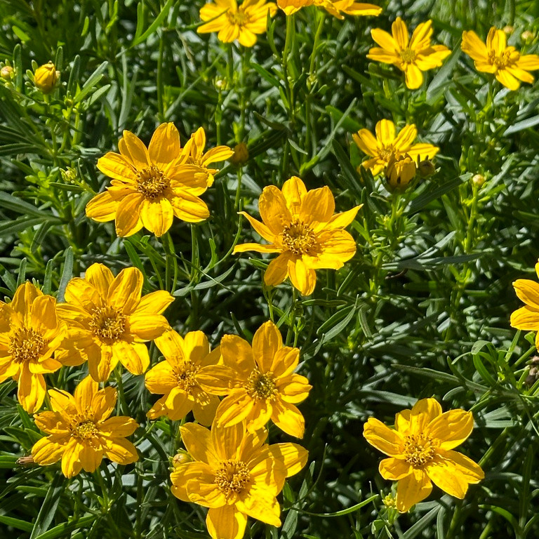 Coreopsis palmata ( ดาวกระจายแพรรี ) 70 เมล็ด แท้นำเข้าจาก อเมริกา