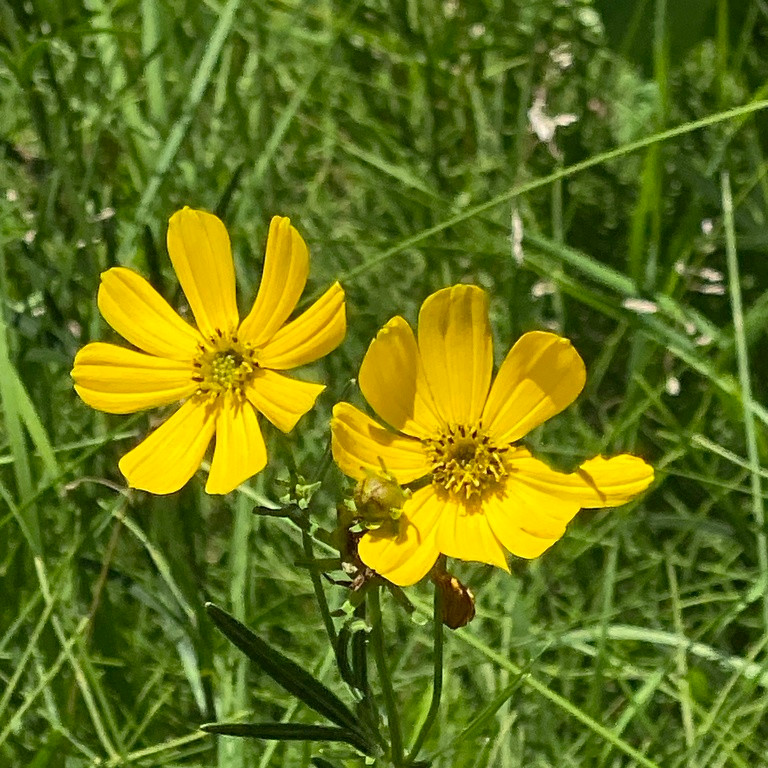 Coreopsis palmata ( ดาวกระจายแพรรี ) 70 เมล็ด แท้นำเข้าจาก อเมริกา
