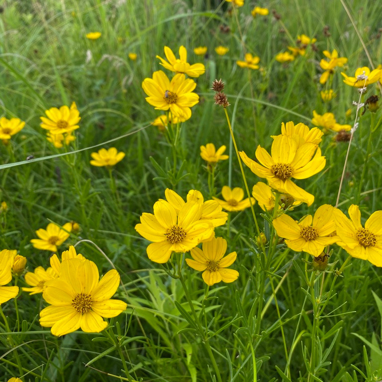 Coreopsis palmata ( ดาวกระจายแพรรี ) 70 เมล็ด แท้นำเข้าจาก อเมริกา