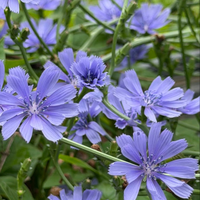 Cichorium intybus (ชิโครี) 150 เมล็ด