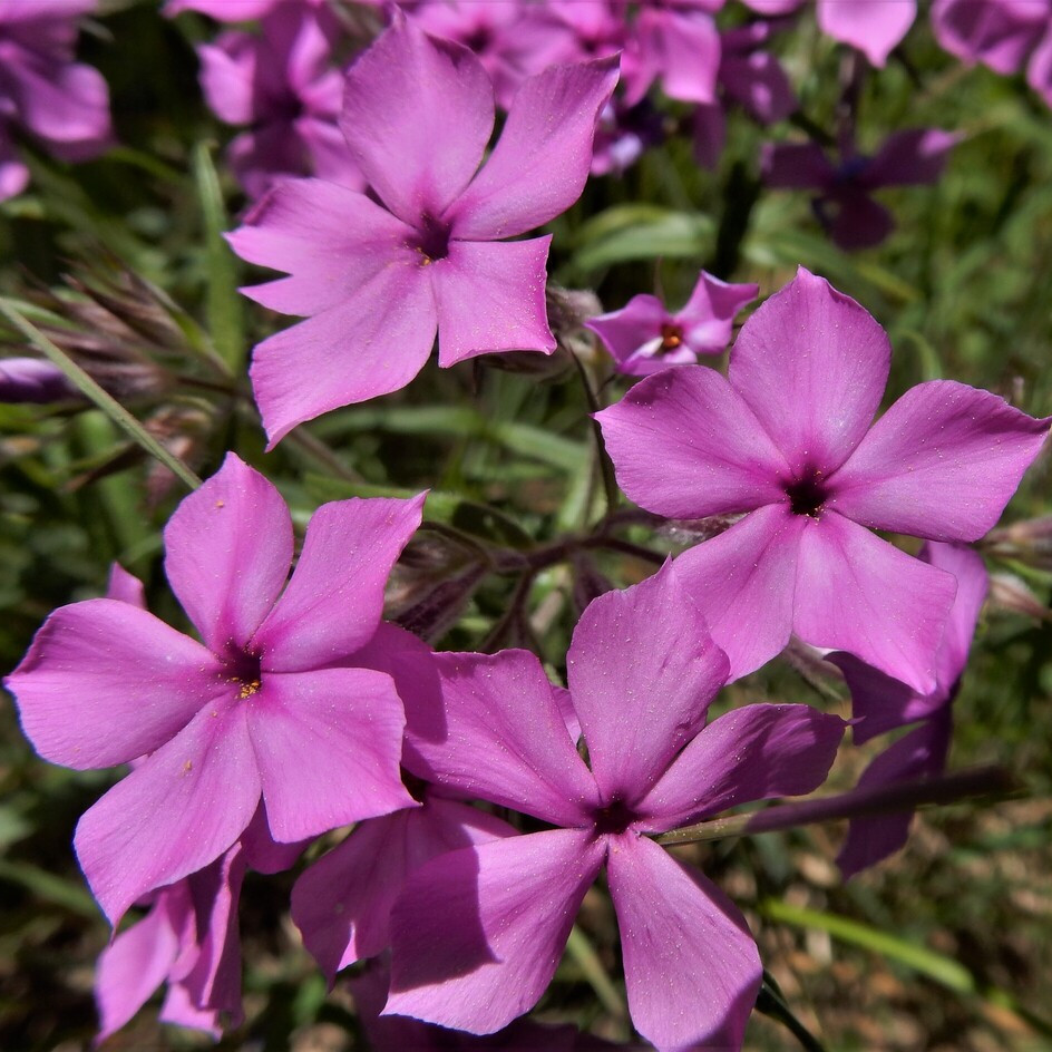 Phlox Pilosa (  แพรรีฟลอกซ์ ) 35 เมล็ด แท้ นำเข้าจาก อเมริกา