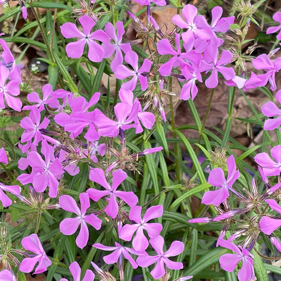 Phlox Pilosa (  แพรรีฟลอกซ์ ) 35 เมล็ด แท้ นำเข้าจาก อเมริกา