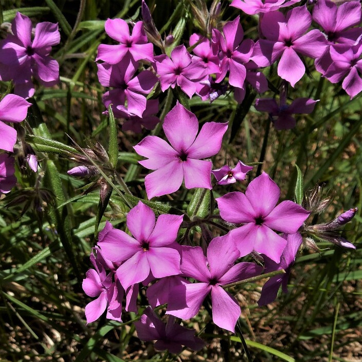 Phlox Pilosa (  แพรรีฟลอกซ์ ) 35 เมล็ด แท้ นำเข้าจาก อเมริกา