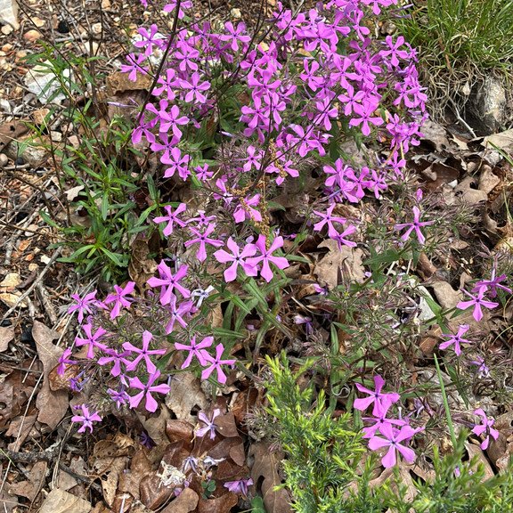 Phlox Pilosa (  แพรรีฟลอกซ์ ) 35 เมล็ด แท้ นำเข้าจาก อเมริกา