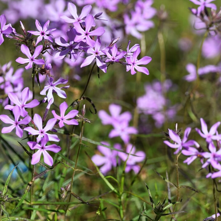 Phlox Pilosa (  แพรรีฟลอกซ์ ) 35 เมล็ด แท้ นำเข้าจาก อเมริกา