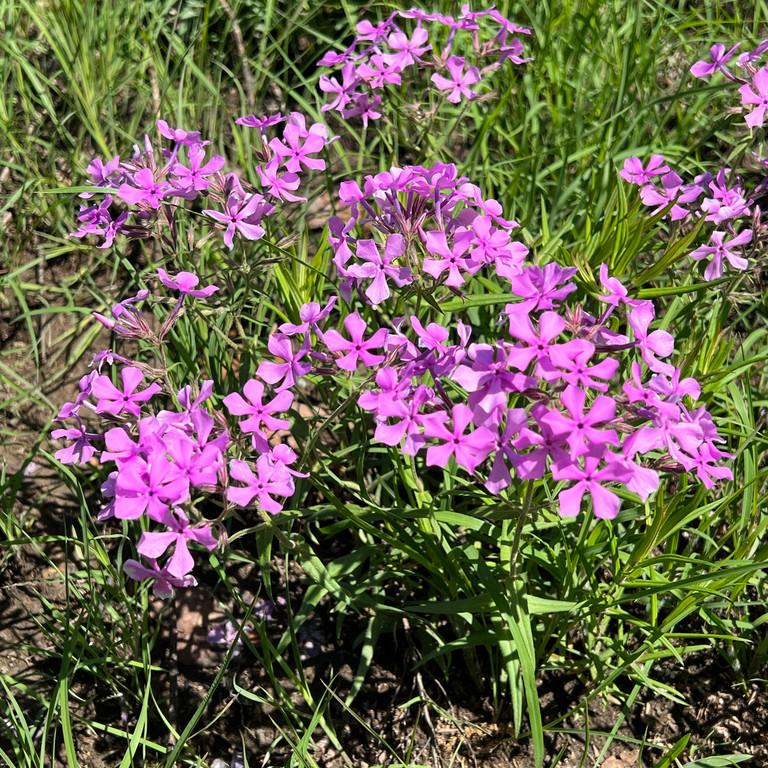 Phlox Pilosa (  แพรรีฟลอกซ์ ) 35 เมล็ด แท้ นำเข้าจาก อเมริกา