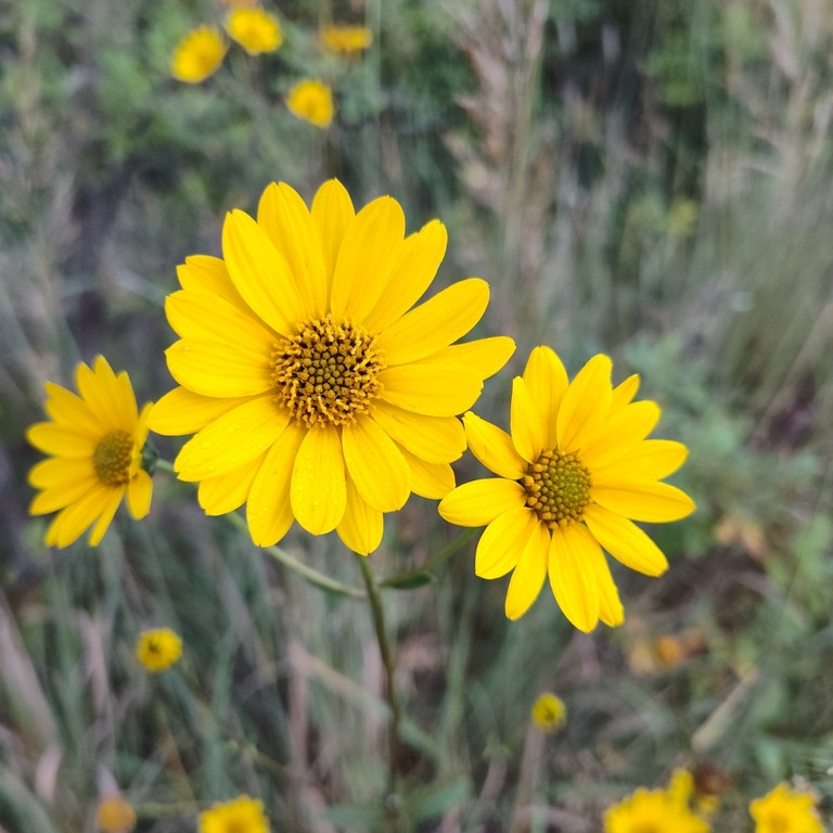 Helianthus Occidentalis ( เวสเทิร์น ซันทานตะวัน ) 60 เมล็ด