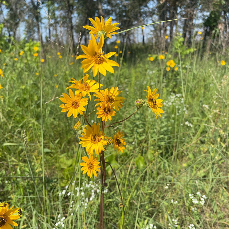 Helianthus Occidentalis ( เวสเทิร์น ซันทานตะวัน ) 60 เมล็ด