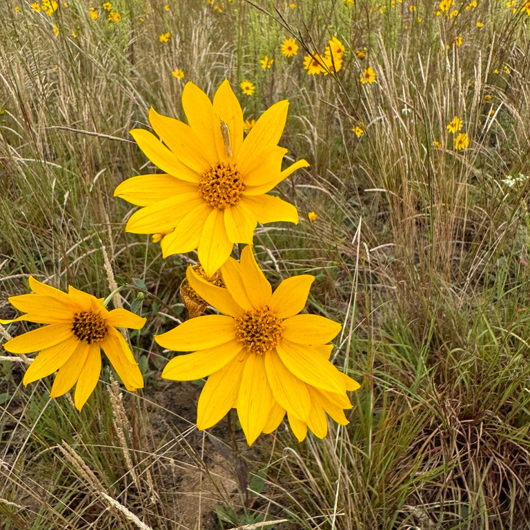 Helianthus Occidentalis ( เวสเทิร์น ซันทานตะวัน ) 60 เมล็ด