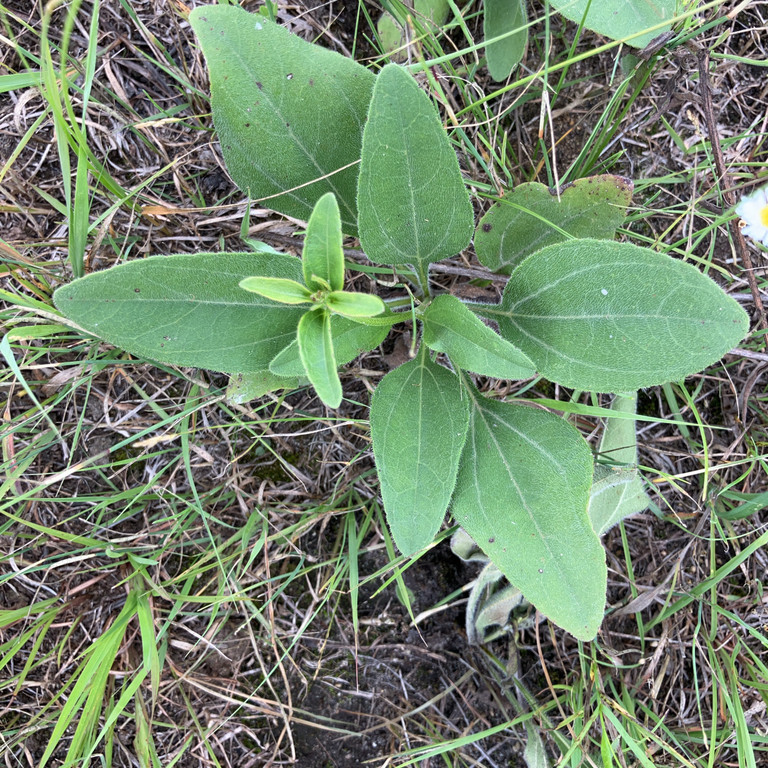Helianthus Occidentalis ( เวสเทิร์น ซันทานตะวัน ) 60 เมล็ด