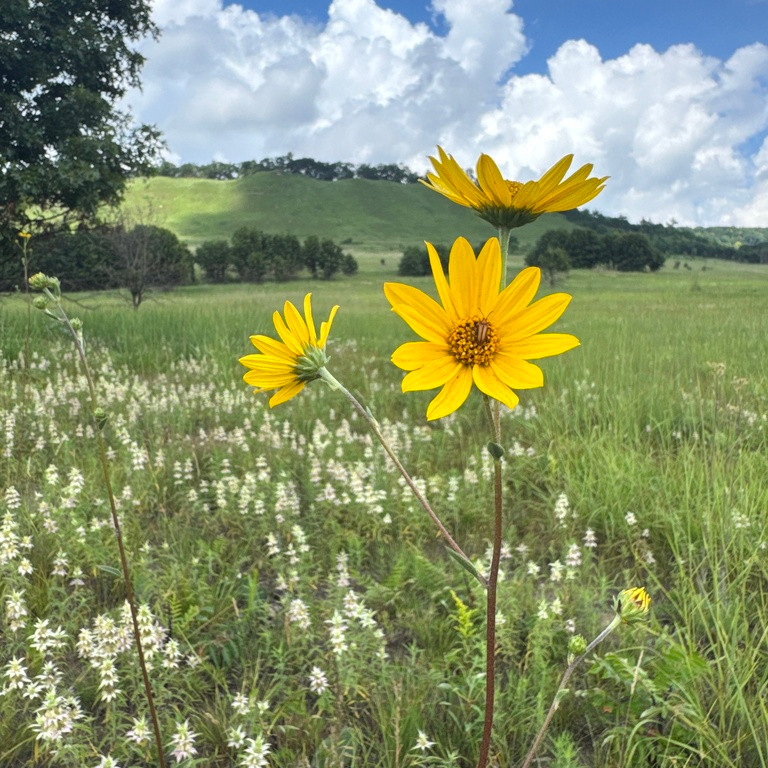 Helianthus Occidentalis ( เวสเทิร์น ซันทานตะวัน ) 60 เมล็ด