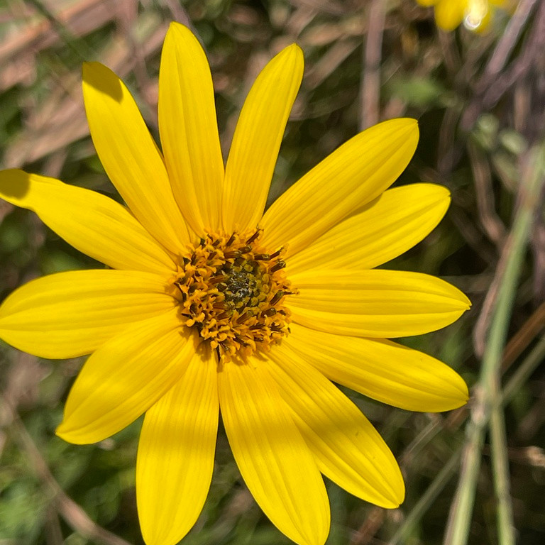 Helianthus Occidentalis ( เวสเทิร์น ซันทานตะวัน ) 60 เมล็ด