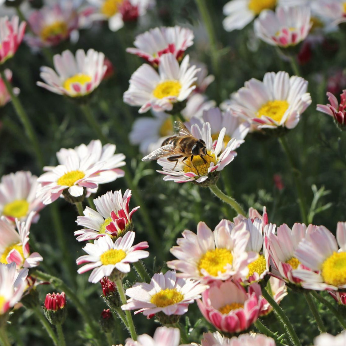 ANACYCLUS pyrethrum var.  ‘Silberkissen’ ( เดซี่แอตลาส ) 35 เมล็ด นำเข้าจาก เยอรมัน
