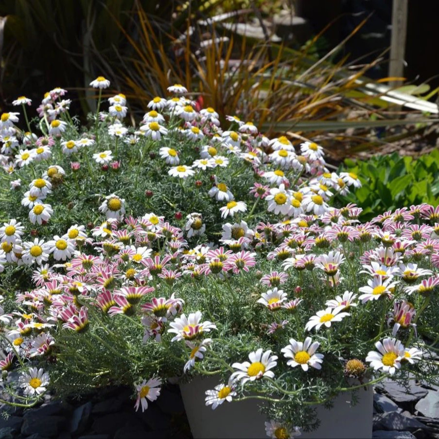 ANACYCLUS pyrethrum var.  ‘Silberkissen’ ( เดซี่แอตลาส ) 35 เมล็ด นำเข้าจาก เยอรมัน