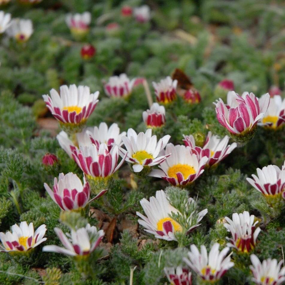 ANACYCLUS pyrethrum var.  ‘Silberkissen’ ( เดซี่แอตลาส ) 35 เมล็ด นำเข้าจาก เยอรมัน