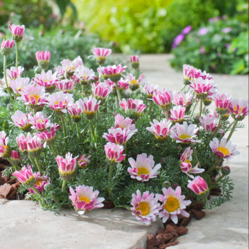 ANACYCLUS pyrethrum var.  ‘Silberkissen’ ( เดซี่แอตลาส ) 35 เมล็ด นำเข้าจาก เยอรมัน