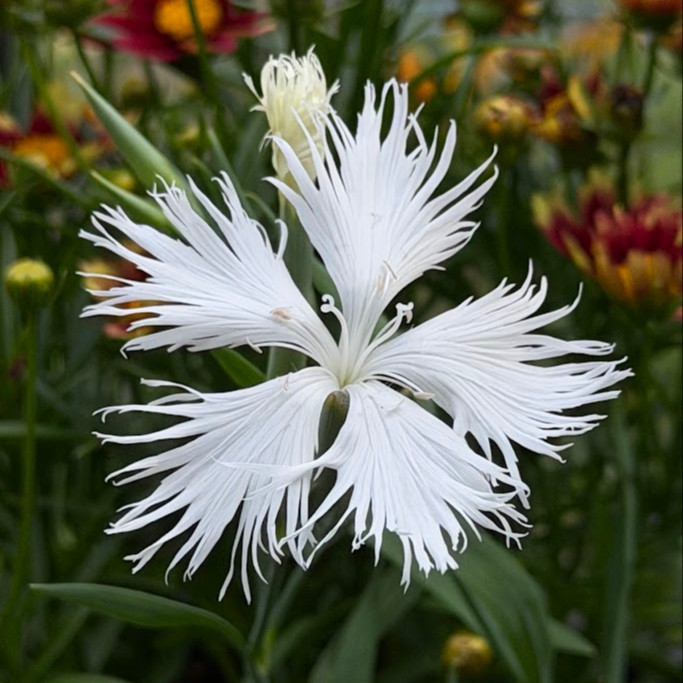 Dianthus Superbus Alba ( ไดแอนทัส ซูเปอร์บัส อัลบัส ) 30 เมล็ด