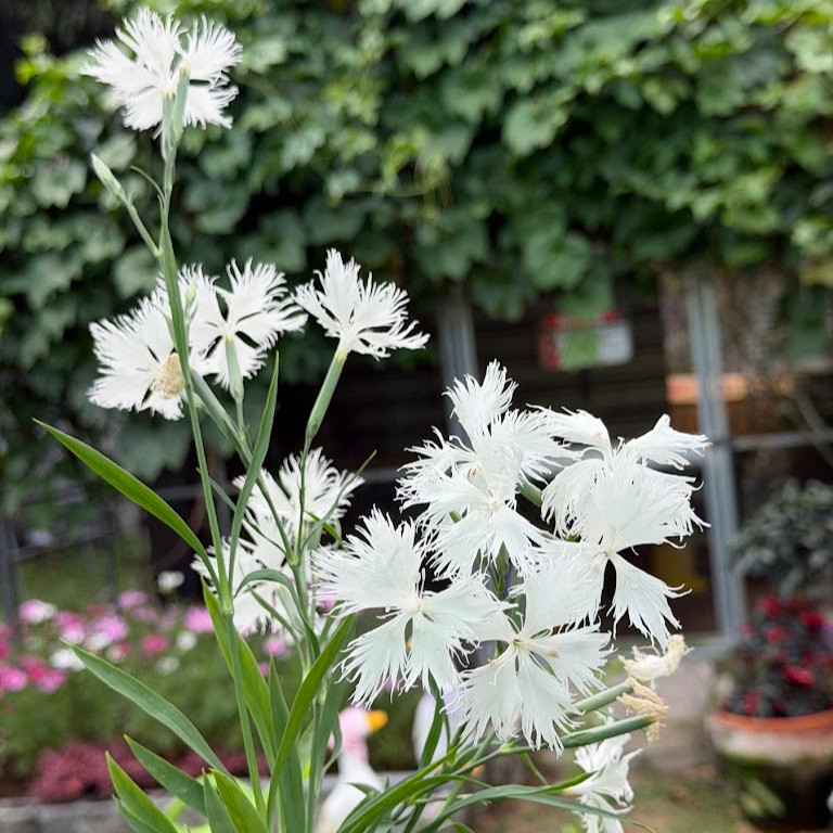 Dianthus Superbus Alba ( ไดแอนทัส ซูเปอร์บัส อัลบัส ) 30 เมล็ด
