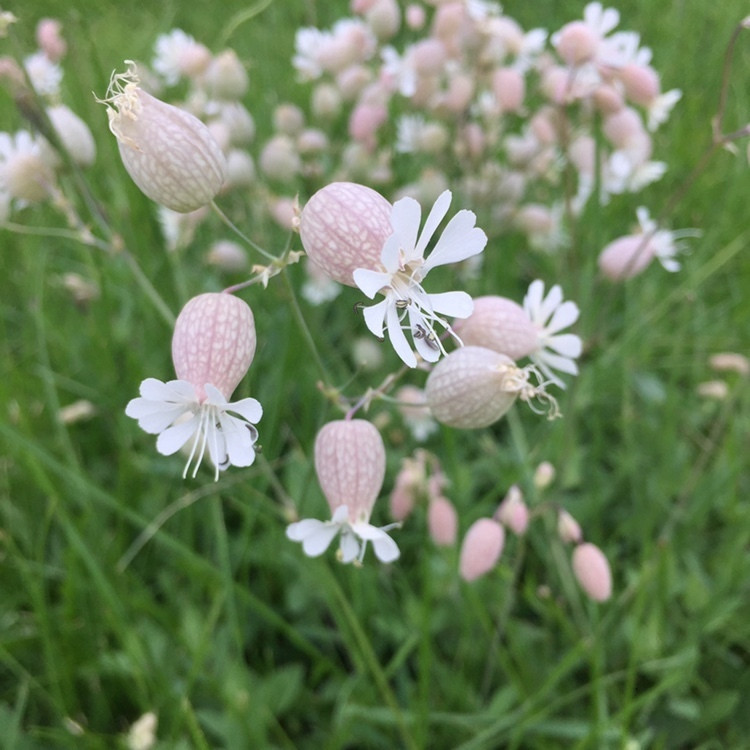 Silene Vulgaris ( แบลดเดอร์ แคมเปียน ) 50 เมล็ด นำเข้า เนเธอร์แลนด์