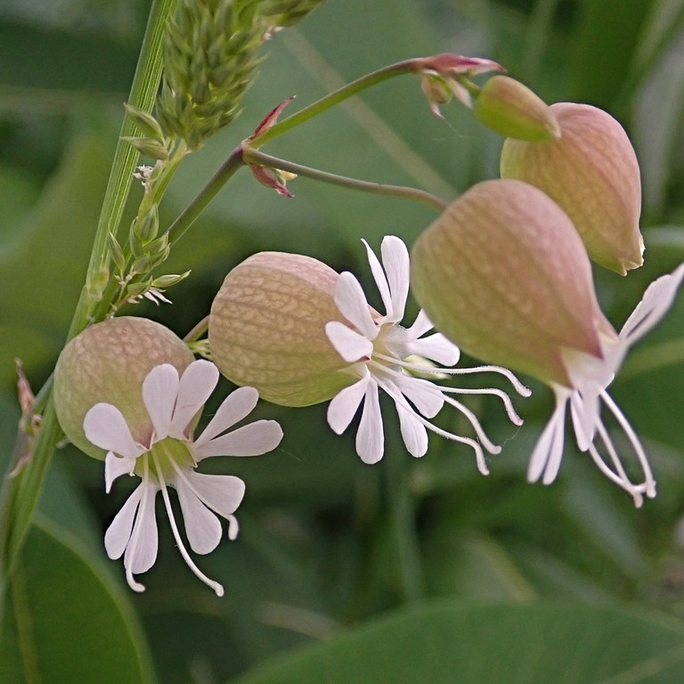 Silene Vulgaris ( แบลดเดอร์ แคมเปียน ) 50 เมล็ด นำเข้า เนเธอร์แลนด์