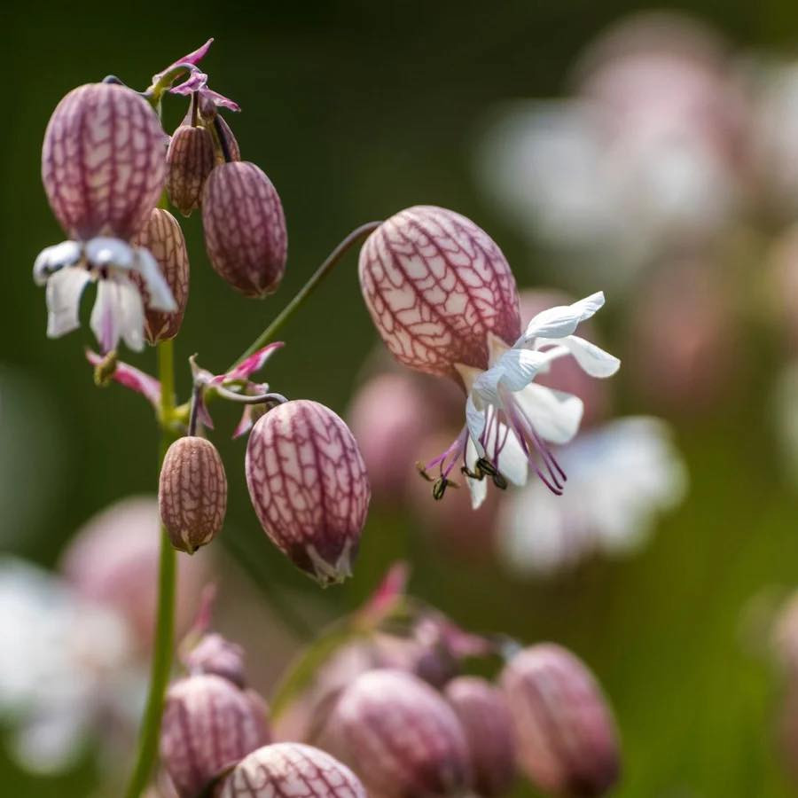 Silene Vulgaris ( แบลดเดอร์ แคมเปียน ) 50 เมล็ด นำเข้า เนเธอร์แลนด์