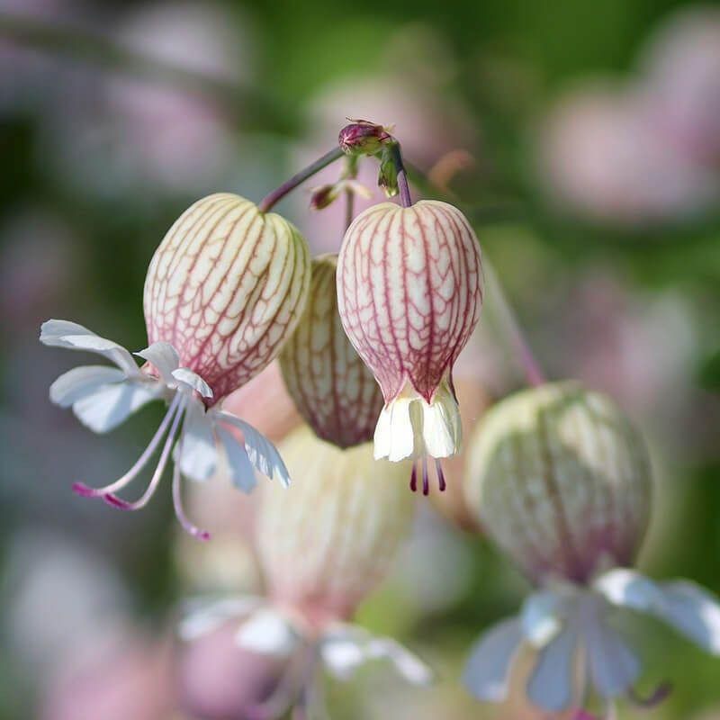 Silene Vulgaris ( แบลดเดอร์ แคมเปียน ) 50 เมล็ด นำเข้า เนเธอร์แลนด์