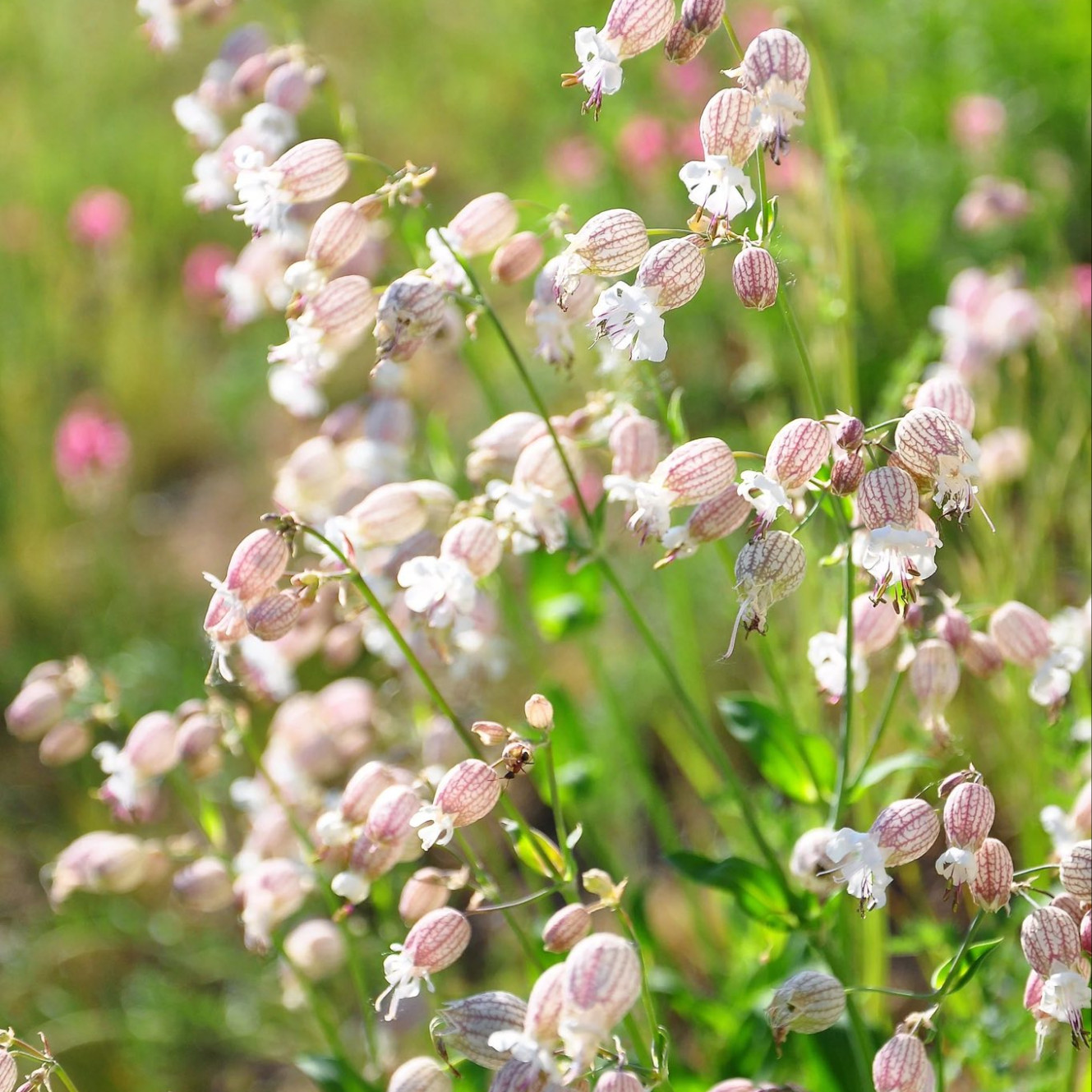 Silene Vulgaris ( แบลดเดอร์ แคมเปียน ) 50 เมล็ด นำเข้า เนเธอร์แลนด์