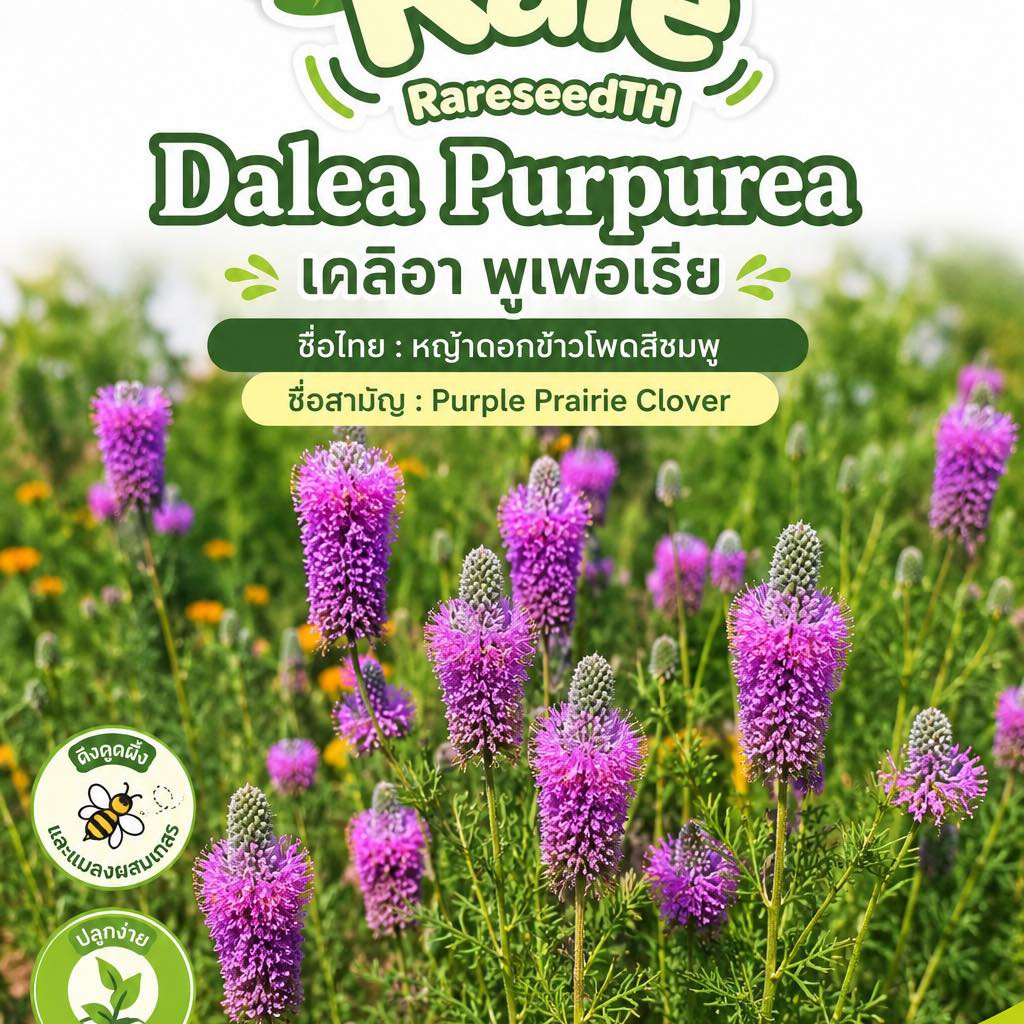 Dalea Purpurea ( โคลเวอร์ทุ่งหญ้าสีม่วง ) 50 เมล็ด นำเข้าจาก เนเธอร์เเลนด์