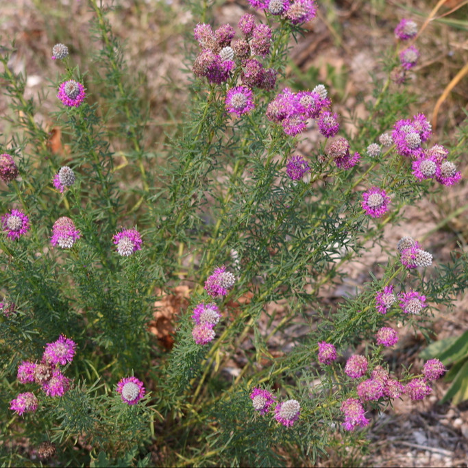 Dalea Purpurea ( โคลเวอร์ทุ่งหญ้าสีม่วง ) 50 เมล็ด นำเข้าจาก เนเธอร์เเลนด์