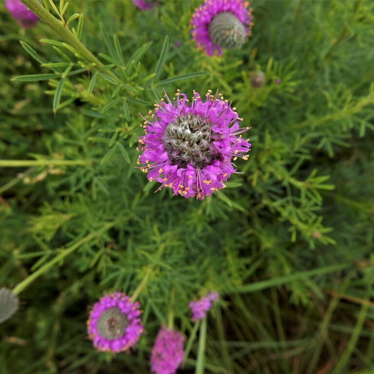 Dalea Purpurea ( โคลเวอร์ทุ่งหญ้าสีม่วง ) 50 เมล็ด นำเข้าจาก เนเธอร์เเลนด์