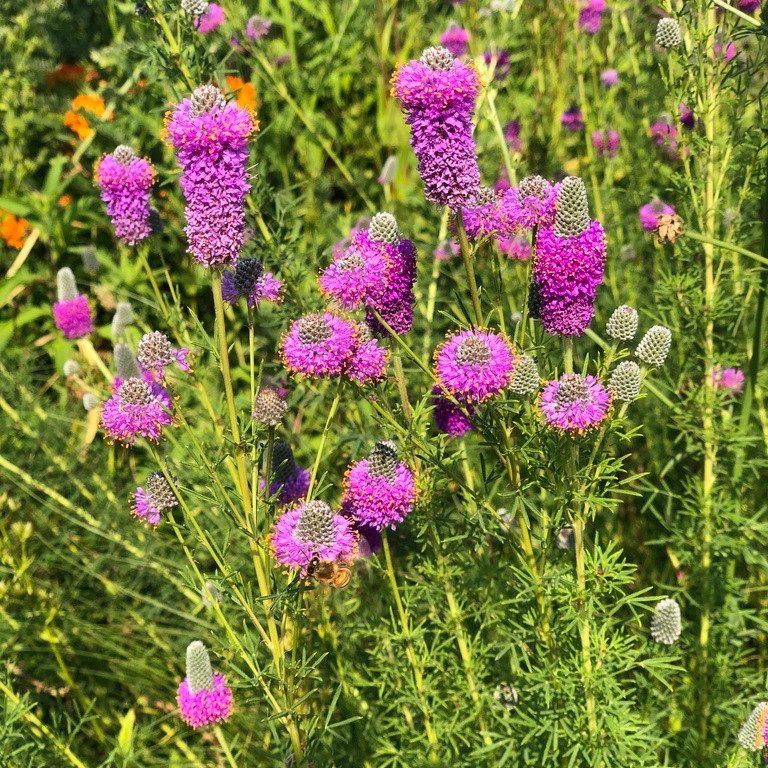 Dalea Purpurea ( โคลเวอร์ทุ่งหญ้าสีม่วง ) 50 เมล็ด นำเข้าจาก เนเธอร์เเลนด์