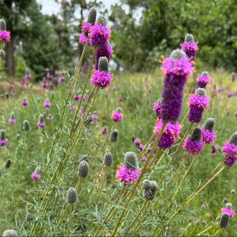 Dalea Purpurea ( โคลเวอร์ทุ่งหญ้าสีม่วง ) 50 เมล็ด นำเข้าจาก เนเธอร์เเลนด์