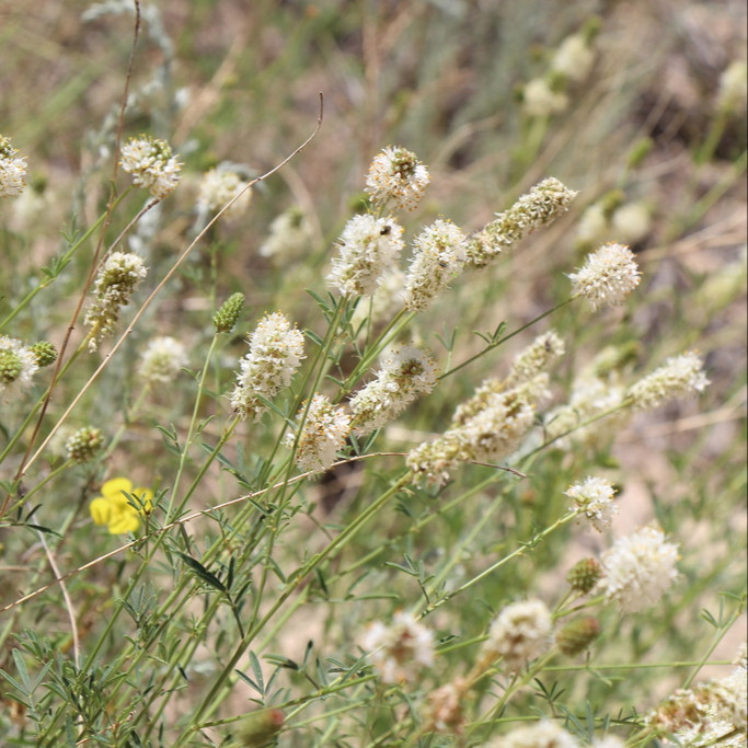 Dalea Candida ( โคลเวอร์ทุ่งหญ้าดอกขาว ) 50 เมล็ด นำเข้า เนเธอร์แลนด์