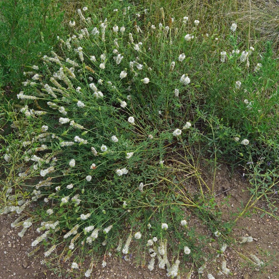 Dalea Candida ( โคลเวอร์ทุ่งหญ้าดอกขาว ) 50 เมล็ด นำเข้า เนเธอร์แลนด์