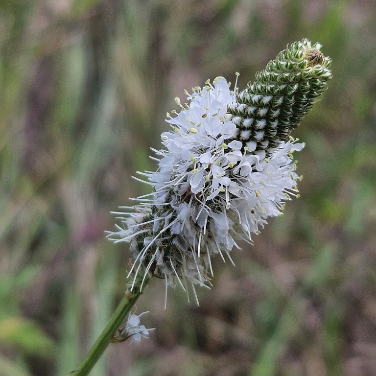 Dalea Candida ( โคลเวอร์ทุ่งหญ้าดอกขาว ) 50 เมล็ด นำเข้า เนเธอร์แลนด์