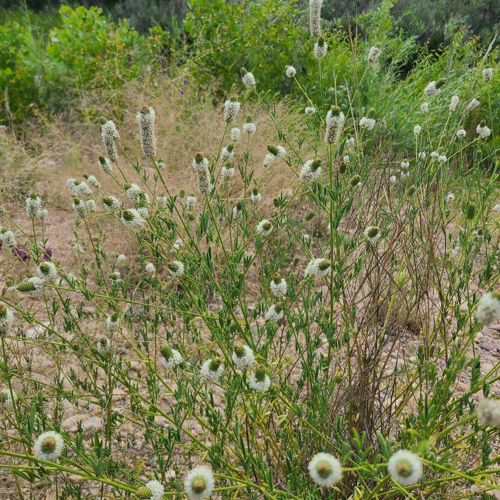 Dalea Candida ( โคลเวอร์ทุ่งหญ้าดอกขาว ) 50 เมล็ด นำเข้า เนเธอร์แลนด์
