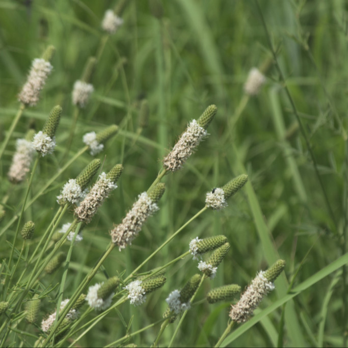 Dalea Candida ( โคลเวอร์ทุ่งหญ้าดอกขาว ) 50 เมล็ด นำเข้า เนเธอร์แลนด์