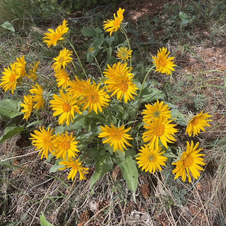 Balsamorhiza Sagittata ( ทานตะวันป่าใบลูกศร ) 25 เมล็ด นำเข้า เนเธอร์แลนด์
