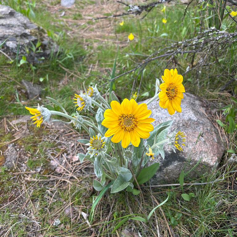 Balsamorhiza Sagittata ( ทานตะวันป่าใบลูกศร ) 25 เมล็ด นำเข้า เนเธอร์แลนด์