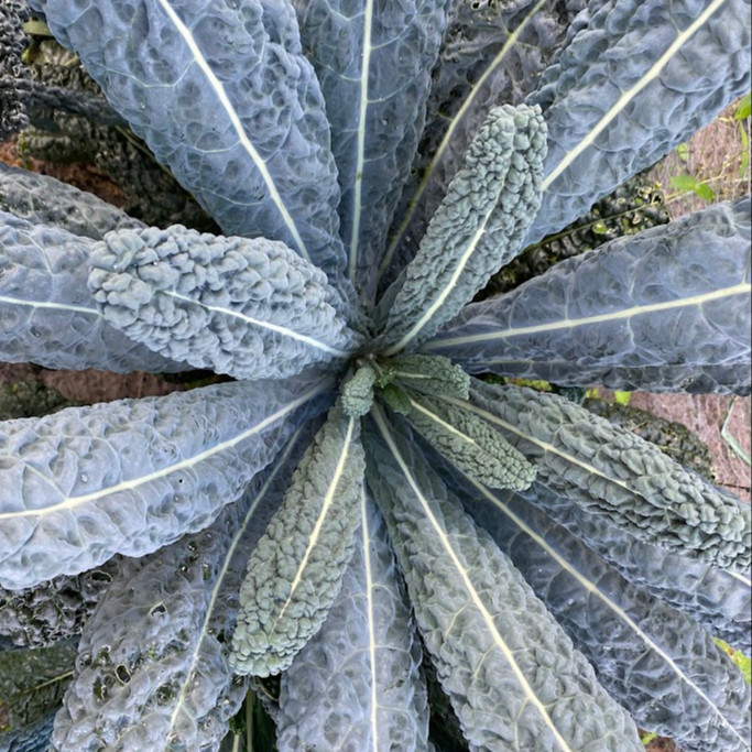 Brassica Oleracea - Lacinato kale ( เคลไดโนเสาร์ ) 100 เมล็ด นำเข้า เนเธอร์แลนด์