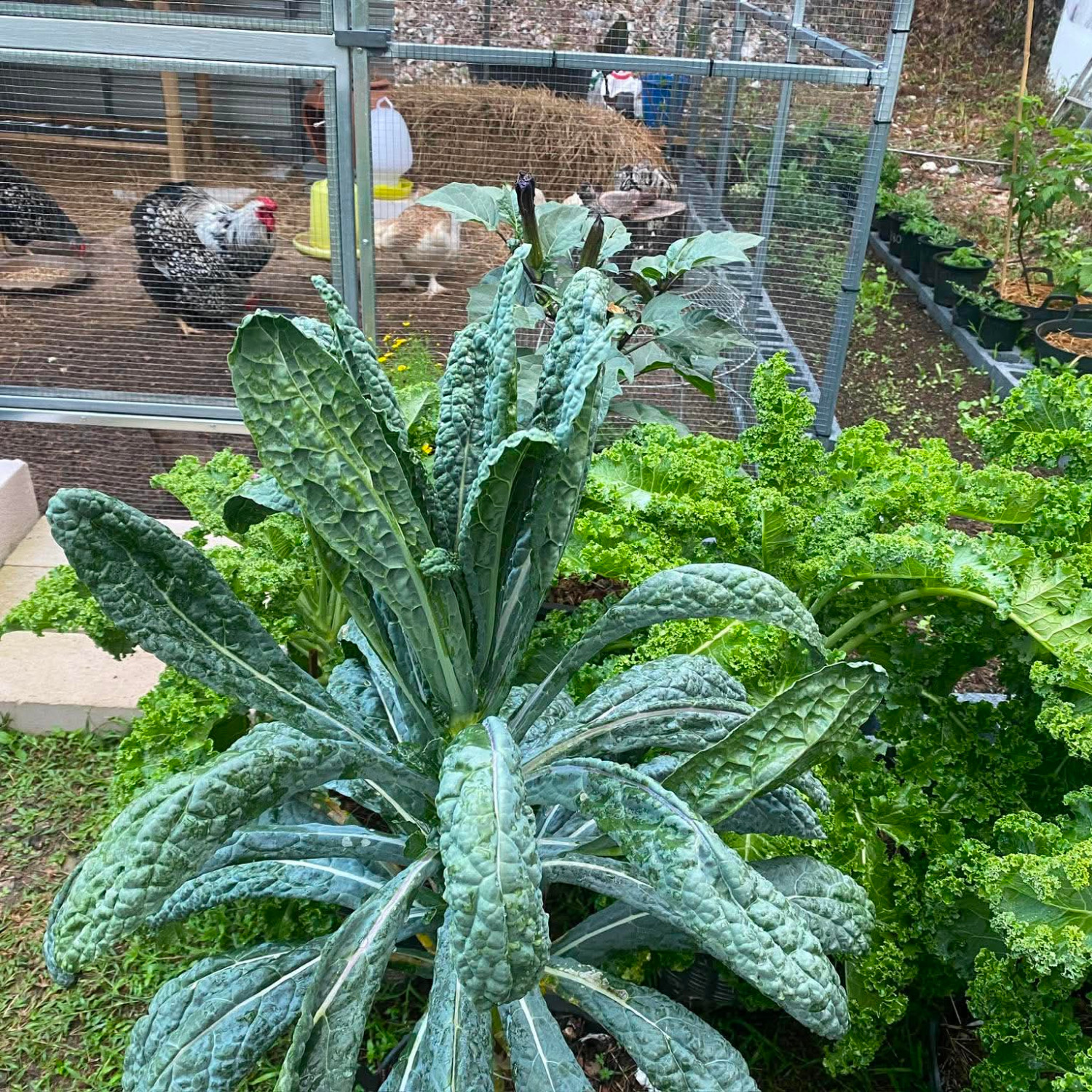 Brassica Oleracea - Lacinato kale ( เคลไดโนเสาร์ ) 100 เมล็ด นำเข้า เนเธอร์แลนด์