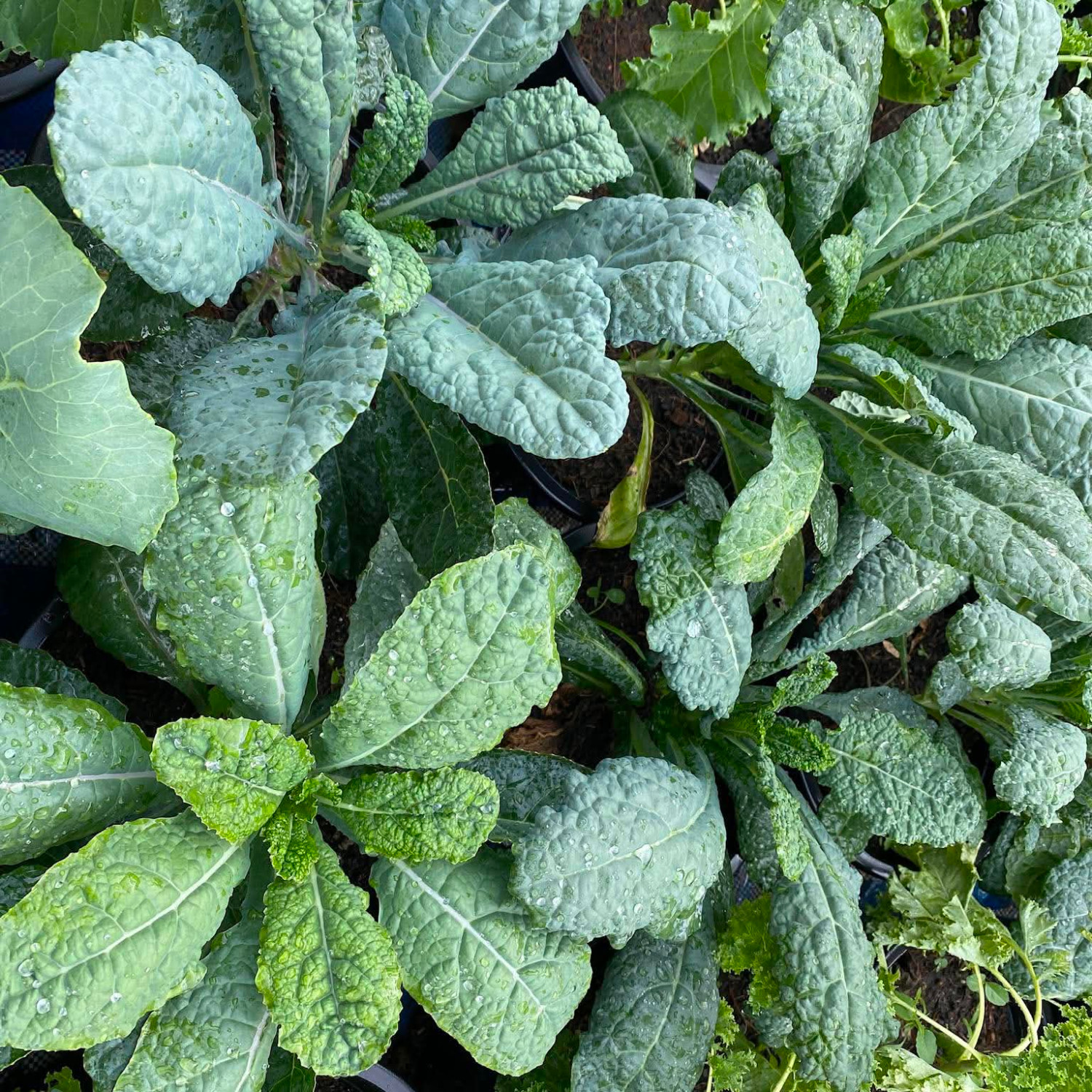 Brassica Oleracea - Lacinato kale ( เคลไดโนเสาร์ ) 100 เมล็ด นำเข้า เนเธอร์แลนด์
