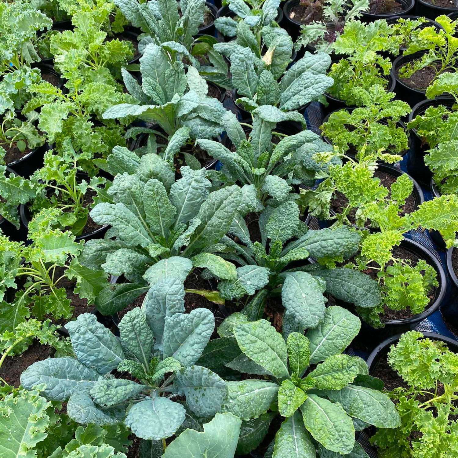 Brassica Oleracea - Lacinato kale ( เคลไดโนเสาร์ ) 100 เมล็ด นำเข้า เนเธอร์แลนด์