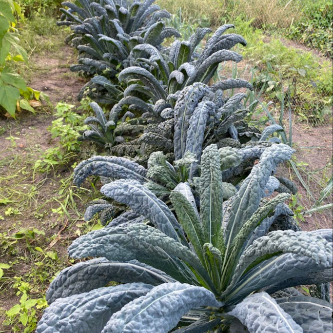 Brassica Oleracea - Lacinato kale ( เคลไดโนเสาร์ ) 100 เมล็ด นำเข้า เนเธอร์แลนด์