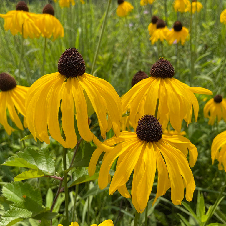 Rudbeckia grandiflora ( รูดเบคเกีย แกรนดิฟลอรา ) 25 เมล็ด นำเข้าจาก เนเธอร์แลนด์